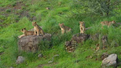 In several districts of Gujarat, wildfire will befall: Lion Safari Park will be built in 12 places of the state