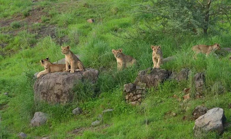 In several districts of Gujarat, wildfire will befall: Lion Safari Park will be built in 12 places of the state