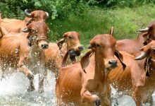 21st Livestock Census : India is the only country to have Livestock Census for 100 years