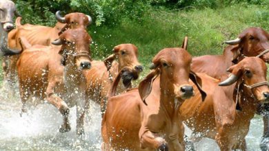 21st Livestock Census : India is the only country to have Livestock Census for 100 years
