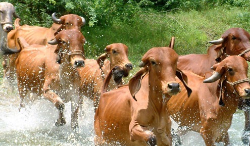 21st Livestock Census : India is the only country to have Livestock Census for 100 years
