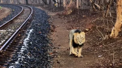 Railways alerted for the protection of lions eight lions were saved in a week