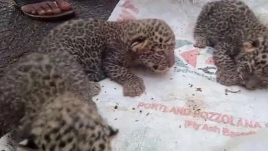 The leopard came to the village and did something that frightened the villagers