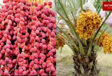 Why production of Kutch dates decresing