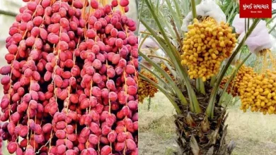 Why production of Kutch dates decresing