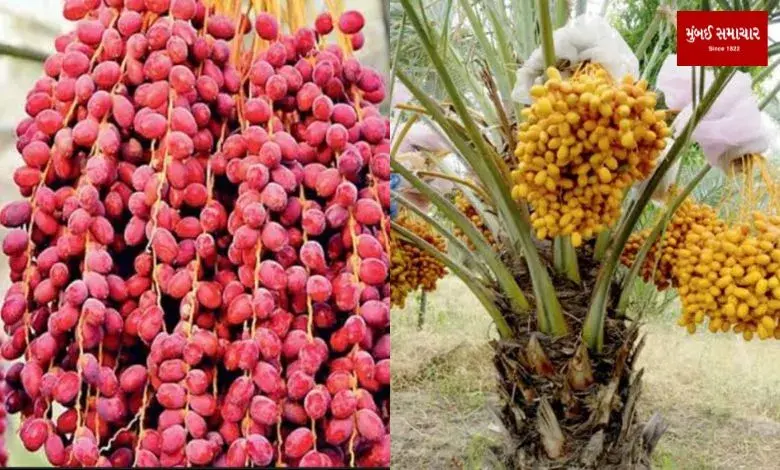 Why production of Kutch dates decresing