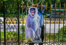 Monkey torture continues in Gujarat, 20 people were killed in Khedana village