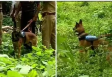 Keral police sniffer dogs 'Murphy' and 'Maya' help in rescue operation in Wayanad