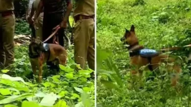 Keral police sniffer dogs 'Murphy' and 'Maya' help in rescue operation in Wayanad