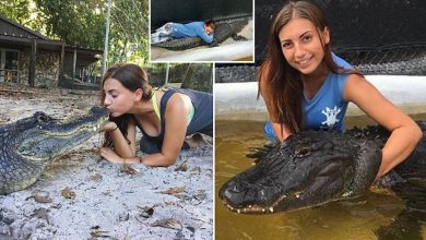 Only this woman can do the job of taming a crocodile while staying in the water, watch the viral video