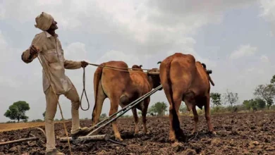 Abundant planting of pulses, cotton, oilseeds and groundnuts in kharif crops in Gujarat