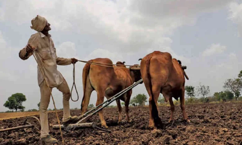 Abundant planting of pulses, cotton, oilseeds and groundnuts in kharif crops in Gujarat