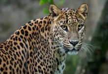 Leopard mauled old man in Mandvi, Surat, search for leopard started with drone