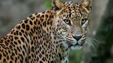Leopard mauled old man in Mandvi, Surat, search for leopard started with drone