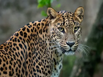 Leopard mauled old man in Mandvi, Surat, search for leopard started with drone