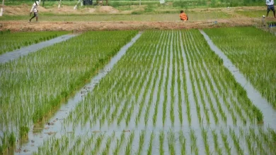 Disease and pest infestation in paddy crop? So take these steps