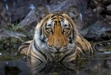 NTCA approves translocation of tigers from MP to Chhattisgarh, Rajasthan and Odisha