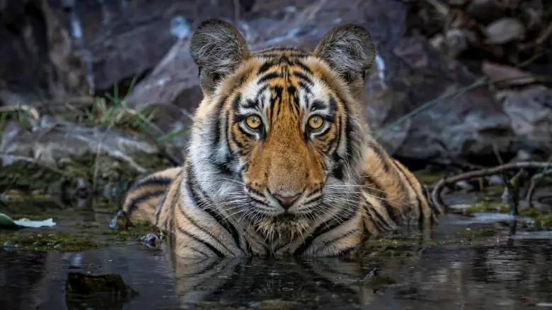 NTCA approves translocation of tigers from MP to Chhattisgarh, Rajasthan and Odisha