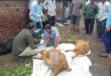 41 Goats died in Bhavnagar