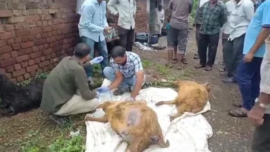 41 Goats died in Bhavnagar