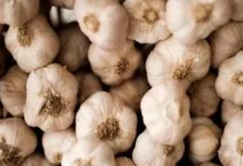 Auction of garlic in marketyards closed tomorrow in protest against Chinese garlic infiltration