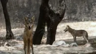 In Bahraich, people fear the terror of man-eating wolves, again attack a child