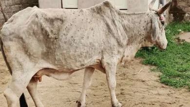 A strange disease struck 15 cattle at once in Kodinar of Gir Somnath, one buffalo died