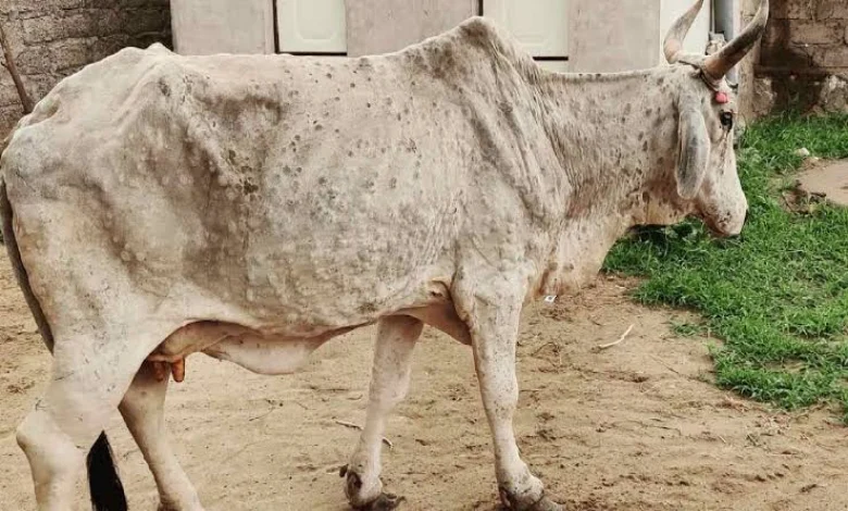 A strange disease struck 15 cattle at once in Kodinar of Gir Somnath, one buffalo died