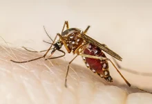 Rajkot reported two deaths due to epidemic fever, 21 cases of dengue