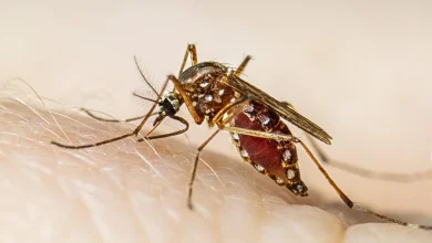 Rajkot reported two deaths due to epidemic fever, 21 cases of dengue