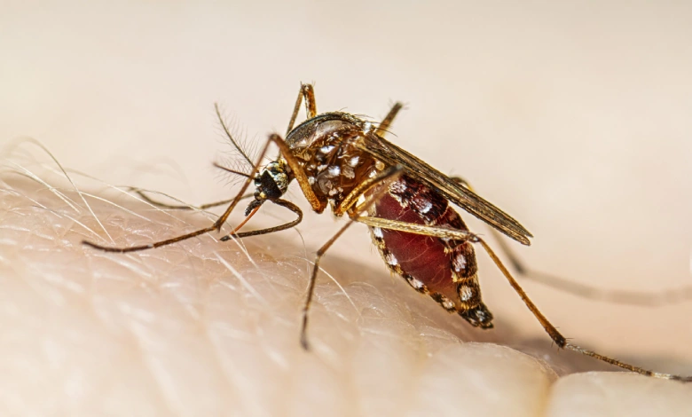 Rajkot reported two deaths due to epidemic fever, 21 cases of dengue