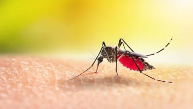 Increase in Dengue cases in Gujarat September symptoms and precaution