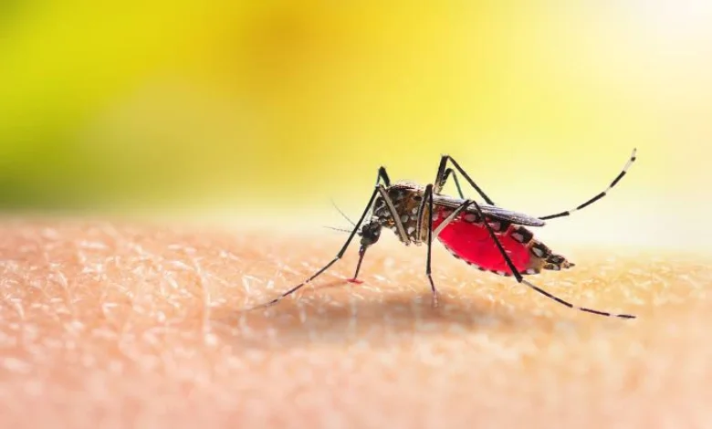 Increase in Dengue cases in Gujarat September symptoms and precaution