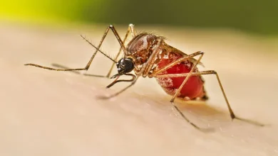 Epidemic worsens after monsoon in Gujarat, doctors and nursing students are also in the grip of dengue