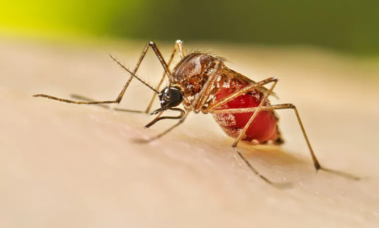 Epidemic worsens aft  monsoon successful  Gujarat, doctors and nursing students are besides  successful  the grip of dengue