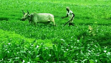 A relief to farmers: 1419 crore government relief package for crop damage due to heavy rain