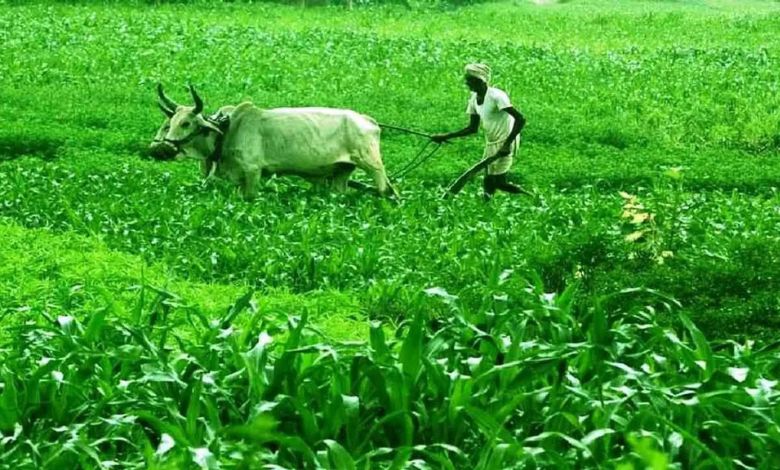 A relief to farmers: 1419 crore government relief package for crop damage due to heavy rain