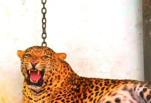 In Amreli's Dhari, the forest department knocked the leopard unconscious and locked it in a cage