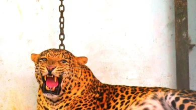 In Amreli's Dhari, the forest department knocked the leopard unconscious and locked it in a cage