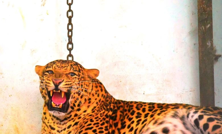 In Amreli's Dhari, the forest department knocked the leopard unconscious and locked it in a cage