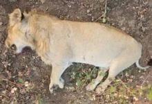 Lion dies due to electrocution in Mahuva