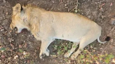 Lion dies due to electrocution in Mahuva