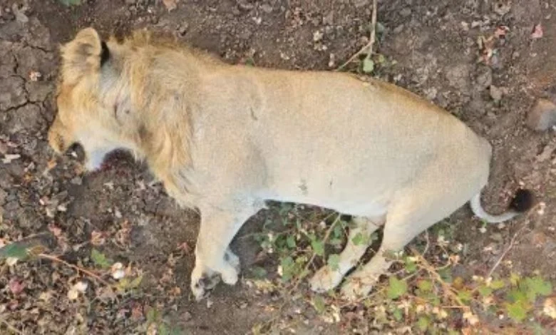 Lion dies due to electrocution in Mahuva