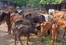 Incident of death of 10 more cattle in cattle box