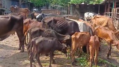 Incident of death of 10 more cattle in cattle box