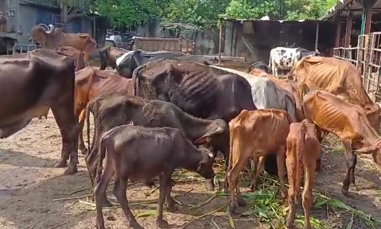 Incident of death of 10 more cattle in cattle box