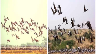 Kunj birds of Rajasthan and Gujarat,