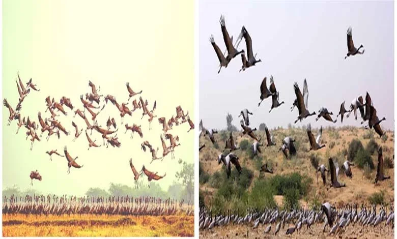 Kunj birds of Rajasthan and Gujarat,