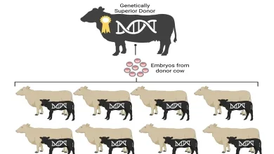 Reduced cost of artificial insemination with sexed semen doses in cattle