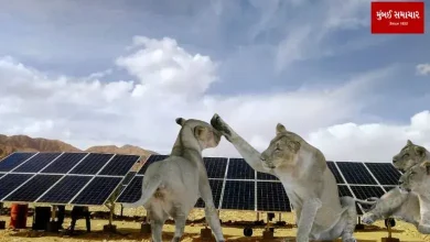 Solar panel installed in eco sensitive zone of Gir sanctuary bulldozed